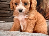 En Özel Cavapoo Yavruları Çiftlikten
