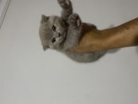 Lilac scottish fold yavrular