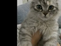 Anne baba cins yavrular da cins kedimiz