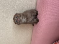 Scrli babadan cinnamon