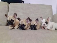 FRENCH BULLDOG YAVRULARI
