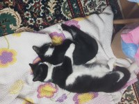 Tekli veya çoklu kedilerimizi sahiplendiriyoruz