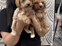 Ufacık maltipoo yavrularım