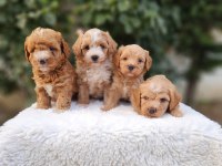 Aşılı Mikroçipli Pasaportlu Maltipoo Yavrularımız