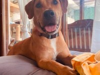 ALMANYADAN labrador kızımıza KALICI yuva arıyoruz