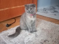 Yavrularımızı sahiplendiriyoruz scottish fold