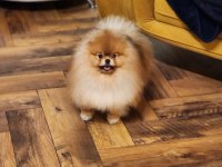 A Kalite 1 Yaş Pomeranian Boo Şecereli Al Şampiyon Ol