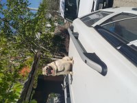 Pug Mops Paşa