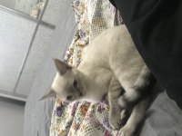 2 aylık kedimize yeni yuva