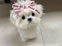 Korea Maltese