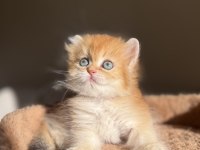Mükemmel kalite golden Ny11 british longhair