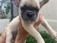 Fransız bulldog bebeklerimiz 66 günlük
