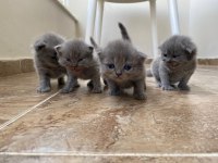Scottish fold yavrularımız yeni yuvalarını bekliyor
