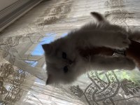 British longhair silver