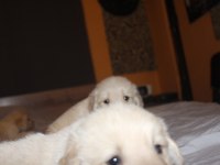 Baby Face 3x Yavrumuz Var Bakımlı