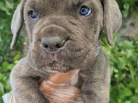 Irk ve sağlık garantili CANE CORSO yavrular