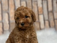 İstanbul köpek çiftliği her boy Toy POODLE Yavrular
