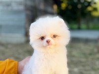 MİCRO TEACUP KUSURSUZ KARBEYAZ POMERANİAN BOO