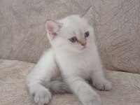 DİŞİ BRITISH SHORTHAIR