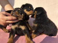 Rottweiler yavrular yeni yuvasını arıyor
