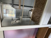 Full evcil erkek 8 aylık konuşan sultan papağanı