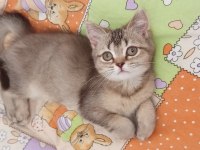 British Shorthair Ve British Golden Yavrularımız
