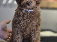 Toy Poodle Yavruları