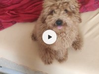 23 Temmuz Doğumlu Erkek Toy Poodle