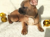 Güzeller güzeli french bulldog bebeklerimiz
