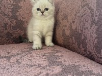 British Shorthair Blue Point