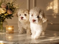 Maltipoo Minikler