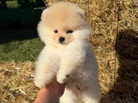 Orijinal safkan pomeranian boo bebeklerimiz