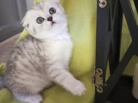 Scottish Fold 1 Dişi 1 Erkek 2.5 Aylık
