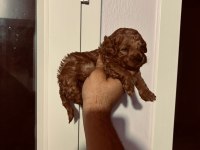 Kore poodle yavrular