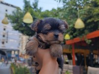Mini yorkshire terrier baby
