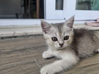 2 aylık british shorthair kedisi