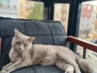 Sahiplendirilecek british shorthair kedimiz