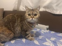 Orjinal british shorthair
