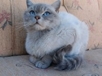 Blue point british shorthair