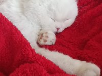 2 yaşında beyaz scottish fold