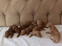 Toy poodle bebekler