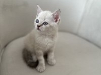 Safkan british blue Point yavrular