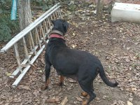Dişi Rottweiler Köpeği