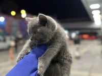 British shorthair kedimiz