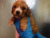 MALTİPOO CAN DOSTLAR EV ÜRETİMİ