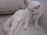 Acil british shorthair ilanı 11 aylık kedimiz eşyalarıyla