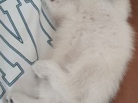 British Shorthair Beyaz Pamuk Gibi Yavrular