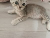ANNE VE 4 SCOTTİSH YAVRUSU TOPLU