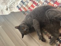 3 yaşında erkek british shorthair