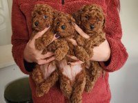 Poodle köpekler